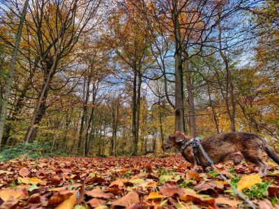 Byvanck nov20 15