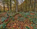 Byvanck nov20 16