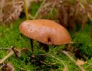 ByvanckPaddestoelen okt20 01