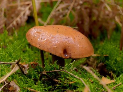 ByvanckPaddestoelen okt20 01