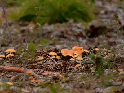 ByvanckPaddestoelen okt20 02