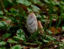 ByvanckPaddestoelen okt20 03