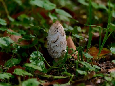 ByvanckPaddestoelen okt20 03