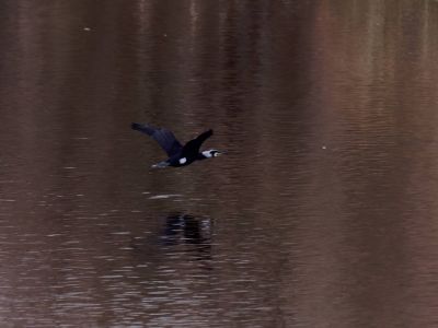 Lobberdense mrt21 09