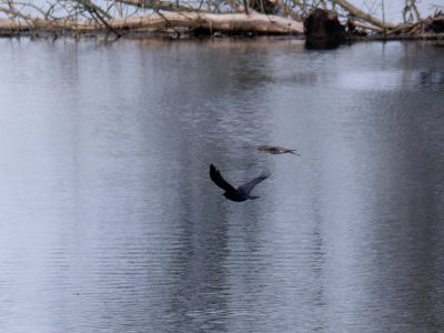 Lobberdense mrt21 11