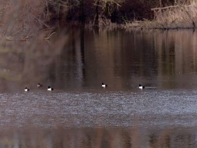 Lobberdense mrt21 12