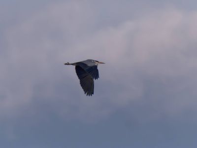 Lobberdense mrt21 14