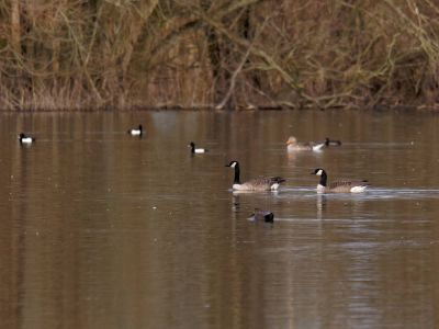 Lobberdense mrt21 16