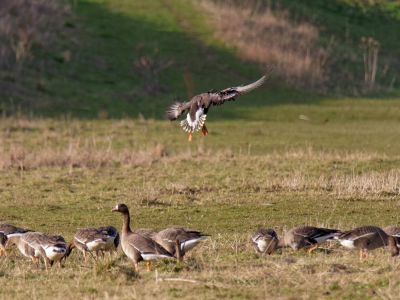 Lobberdense mrt21 18