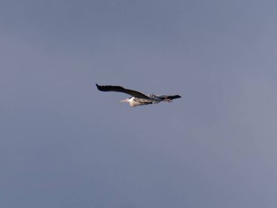 Lobberdense mrt21 20