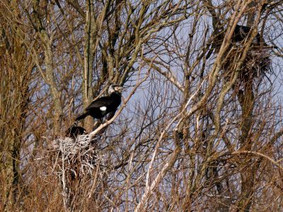 Lobberdense mrt21 22