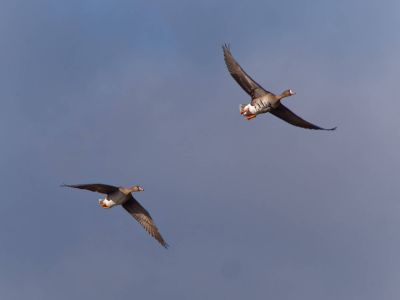 Lobberdense mrt21 24