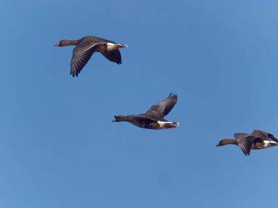 Lobberdense mrt21 27