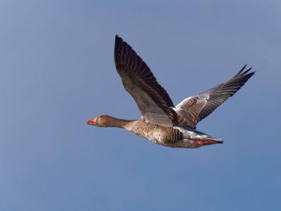 Lobberdense mrt21 28