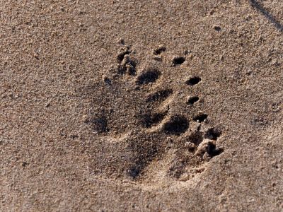 Lobberdense mrt21 29