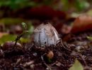 ByvanckPaddestoelen okt20 04