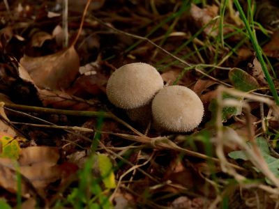 ByvanckPaddestoelen okt20 07