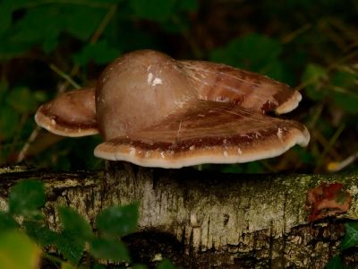 ByvanckPaddestoelen okt20 08