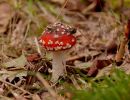 ByvanckPaddestoelen okt20 10