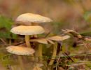 ByvanckPaddestoelen okt20 11