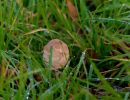 ByvanckPaddestoelen okt20 12