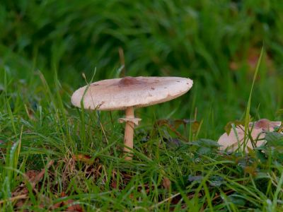 ByvanckPaddestoelen okt20 13