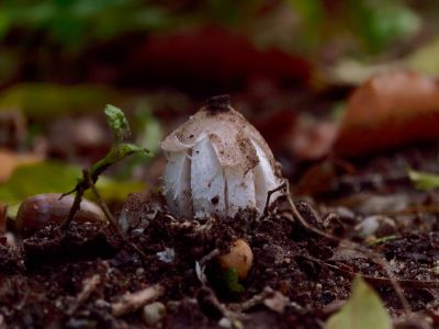 ByvanckPaddestoelen okt20 14