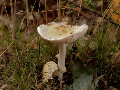 ByvanckPaddestoelen okt20 17