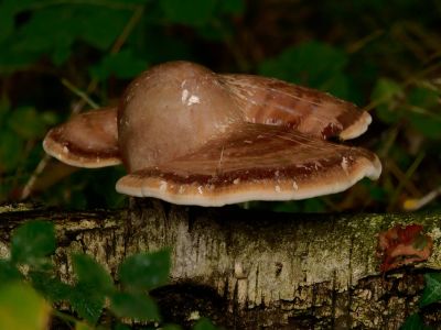 ByvanckPaddestoelen okt20 18