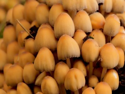 ByvanckPaddestoelen okt20 19