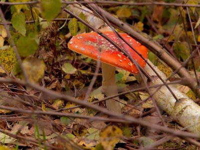 ByvanckPaddestoelen okt20 20