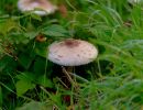 ByvanckPaddestoelen okt20 21