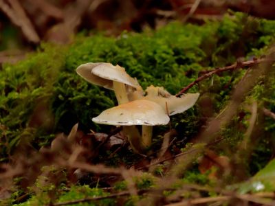 ByvanckPaddestoelen okt20 23