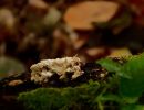 ByvanckPaddestoelen okt20 24