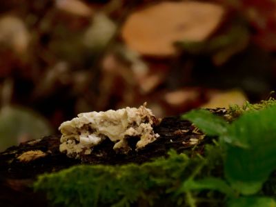 ByvanckPaddestoelen okt20 24