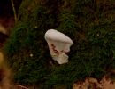 ByvanckPaddestoelen okt20 25