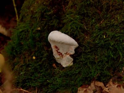 ByvanckPaddestoelen okt20 25