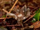ByvanckPaddestoelen okt20 26