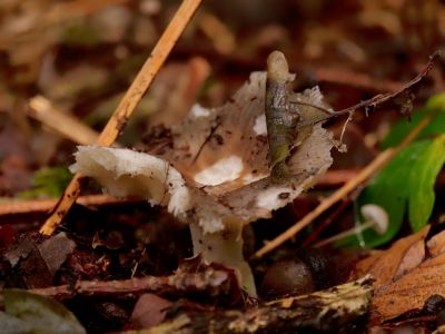 ByvanckPaddestoelen okt20 26