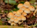 ByvanckPaddestoelen okt20 27