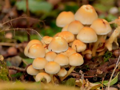 ByvanckPaddestoelen okt20 27