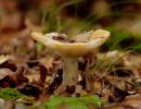 ByvanckPaddestoelen okt20 28