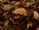 ByvanckPaddestoelen okt20 29