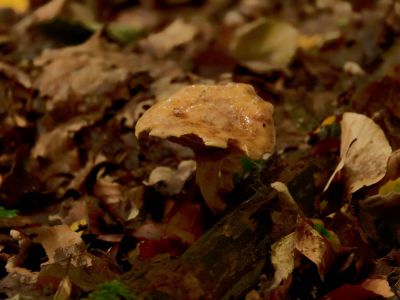 ByvanckPaddestoelen okt20 29