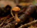ByvanckPaddestoelen okt20 31