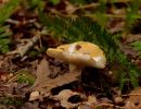 ByvanckPaddestoelen okt20 32