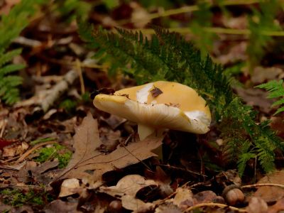 ByvanckPaddestoelen okt20 32