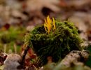 ByvanckPaddestoelen okt20 33