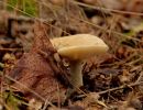 ByvanckPaddestoelen okt20 35