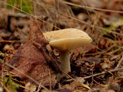 ByvanckPaddestoelen okt20 35